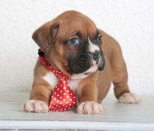 Healthy Golden boxer Puppies ready now