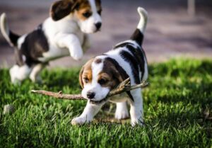 Healthy Golden beagle  Puppies ready now