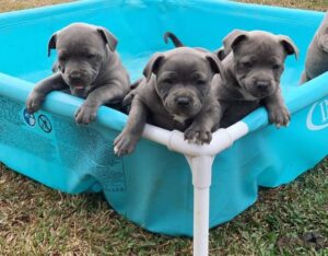 Staffordshire Bull Terrier Puppies For Salewr