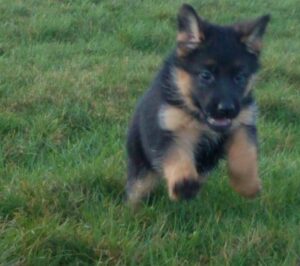 Smart, strong agile,versatile German Shepherd puppies, healthy girls and boys