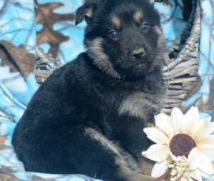 Smart, strong agile,versatile German Shepherd puppies, healthy girls and boys