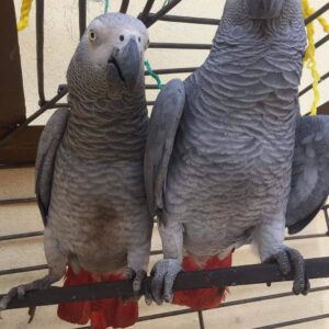 cute african grey parrots