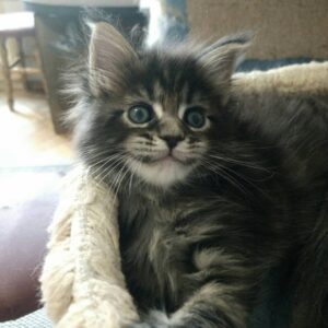 Adorable Mainecoon kitten ready for a new home