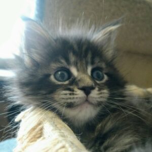 Adorable Mainecoon kitten ready for a new home