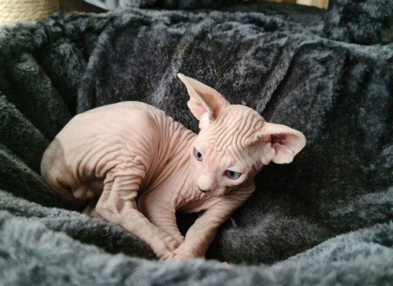 N1 (#ID:1294-1293-medium_large)  Beautiful Sphynx Kitten of the category Pets & Animals and which is in Carlisle, new, 500, with unique id - Summary of images, photos, photographs, frames and visual media corresponding to the classified ad #ID:1294