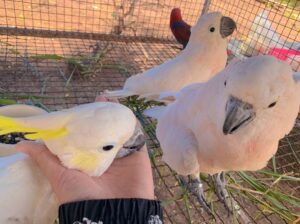 Variety of Macaws, Cockatoos and others available. Get in touch for inquiries
