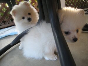 Purebred white male and female Pomeranian Puppies*