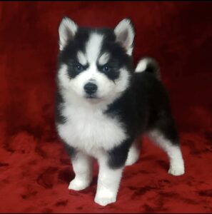 Pomsky puppies available  text us ta 4407451227451