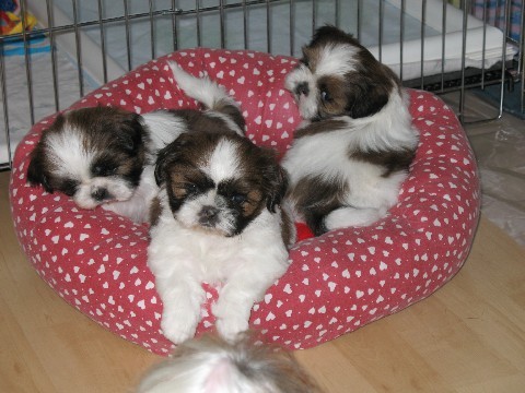 N1 (#ID:1499-1498-medium_large)  shih tuz puppies for sale  text us ta 4407451227451 of the category Pets & Animals and which is in Bradford, Unspecified, 500, with unique id - Summary of images, photos, photographs, frames and visual media corresponding to the classified ad #ID:1499