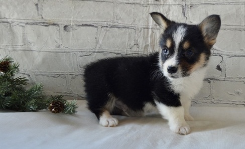 N1 (#ID:1481-1480-medium_large)  corgi puppis for sale text us ta 4407451227451 of the category Pets & Animals and which is in Cardiff, new, , with unique id - Summary of images, photos, photographs, frames and visual media corresponding to the classified ad #ID:1481