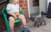 Staffordshire Bull Terrier Puppies text us ta 4407451227451