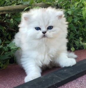 persian kitten checke..whatsapp me at: +447418348600