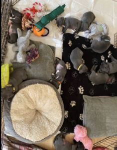 Kc Blue Staffordshire bull terrier pups for new homes
