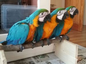 Macaw for sale.whatsapp me at: +447418348600