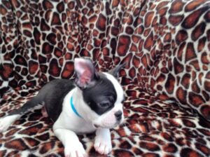 Very healthy and cute Boston Terrier puppies.whatsapp me at: +447418348600