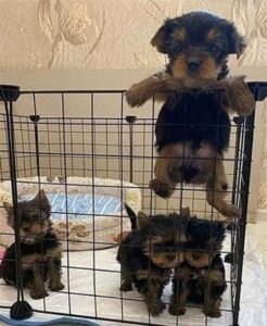 Yorkshire terrier Puppies  text us ta 4407451227451