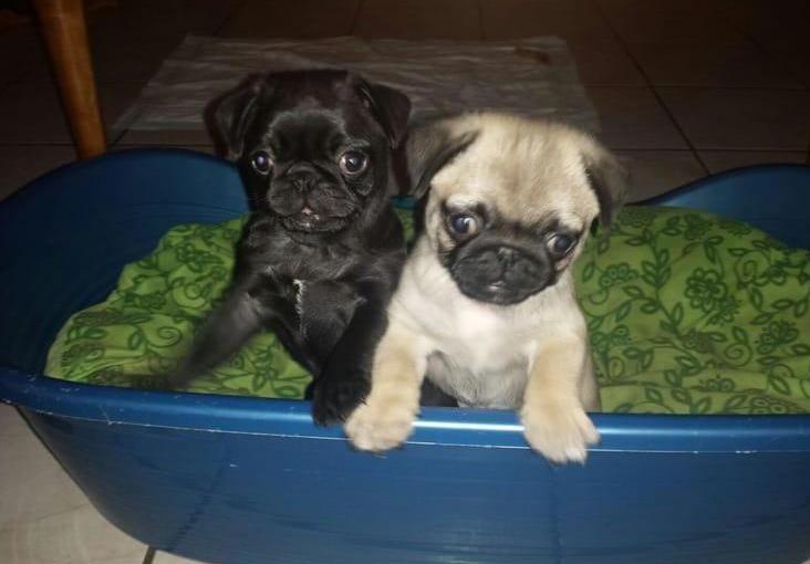 N1 (#ID:1592-1591-medium_large)  Playful and Home Raised Short Nose Pug Puppies of the category Pets & Animals and which is in Bristol, Unspecified, , with unique id - Summary of images, photos, photographs, frames and visual media corresponding to the classified ad #ID:1592