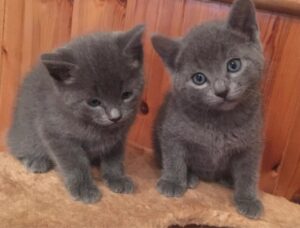Full Pedigree Russian Blue Kittens,.whatsapp me at: +447418348600