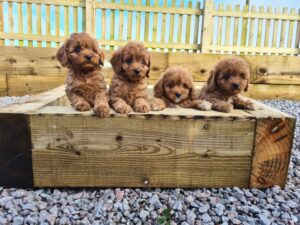 beautiful f1 cavapoo puppies health tested parents