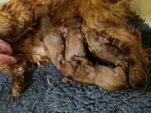 beautiful f1 cavapoo puppies health tested parents