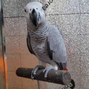 Parrots and Birds for sale