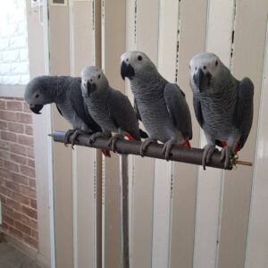 Parrots for pets lover