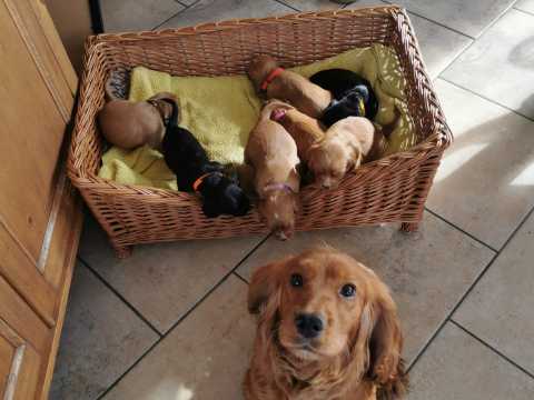 N1 (#ID:1474-1471-medium_large)  Beautiful Kc Reg Working Cocker Spaniel Puppies of the category Pets & Animals and which is in Chelmsford, new, 650, with unique id - Summary of images, photos, photographs, frames and visual media corresponding to the classified ad #ID:1474