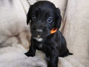 Beautiful Kc Reg Working Cocker Spaniel Puppies