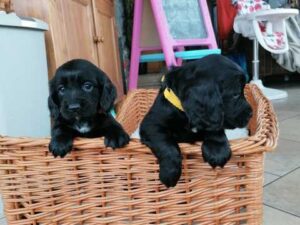 Beautiful Kc Reg Working Cocker Spaniel Puppies