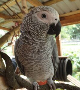 Beautiful parrots for sale
