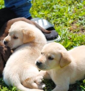 Chunky Labrador Puppies.whatsapp me at: +447418348600