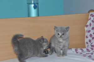 Stunning British Shorthair Kittens.whatsapp me at: +447418348600