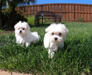 Maltese Puppies For Sale.whatsapp me at: +447418348600