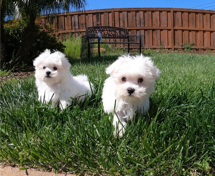 N1 (#ID:1386-1385-medium_large)  Maltese Puppies For Sale.whatsapp me at: +447418348600 of the category Pets & Animals and which is in Bangor, used, 000, with unique id - Summary of images, photos, photographs, frames and visual media corresponding to the classified ad #ID:1386