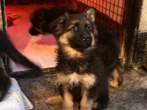 Big Chunky German Shepherd Puppies For Sale