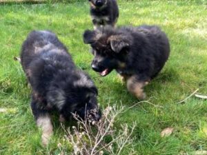 Big Chunky German Shepherd Puppies For Sale