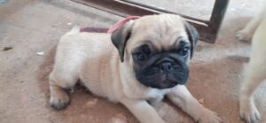Fawn Pug puppies for adoption