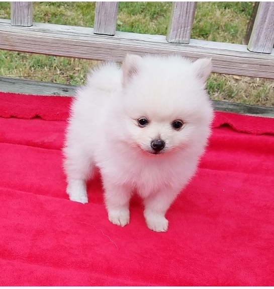 N1 (#ID:1372-1371-medium_large)  Boy & Girl Kc Pomeranians ..whatsapp me at: +447418348600 of the category Pets & Animals and which is in St Asaph, used, 000, with unique id - Summary of images, photos, photographs, frames and visual media corresponding to the classified ad #ID:1372