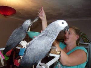 African Grey Parrots And Other Live Birds On Sale
