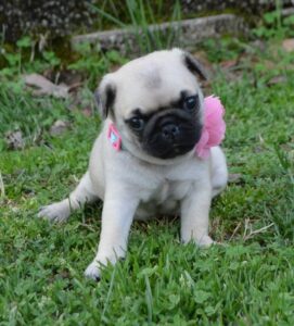 Pug Puppies Ready to go home…whatsapp me at: +447418348600