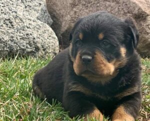 Rottweiler  Girls and boys For Sale..whatsapp me at: +447418348600