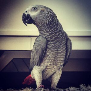 Parrots available now