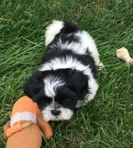 Adorable Shih Tzu Puppy's..whatsapp me at: +447418348600