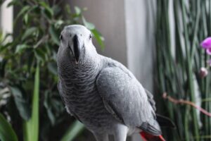 Parrots and eggs for sale