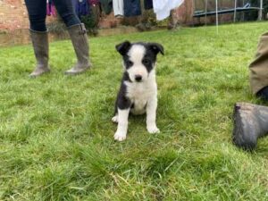 Border Collie Pups, From Excellent Working Parents