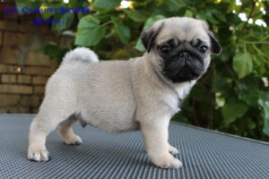 Fawn Pug puppies for adoption