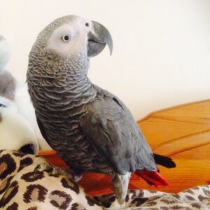 Parrots ready for new home