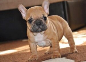 Beautiful sweet French bulldog puppies ready go to new homes