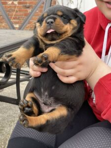 purebred German Rottweilers with working bloodlines for sale