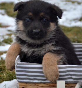 Stunner German Shepherd puppies just above 8w and ready to go